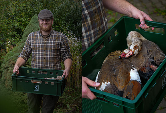 Nilgans Jagdzeit