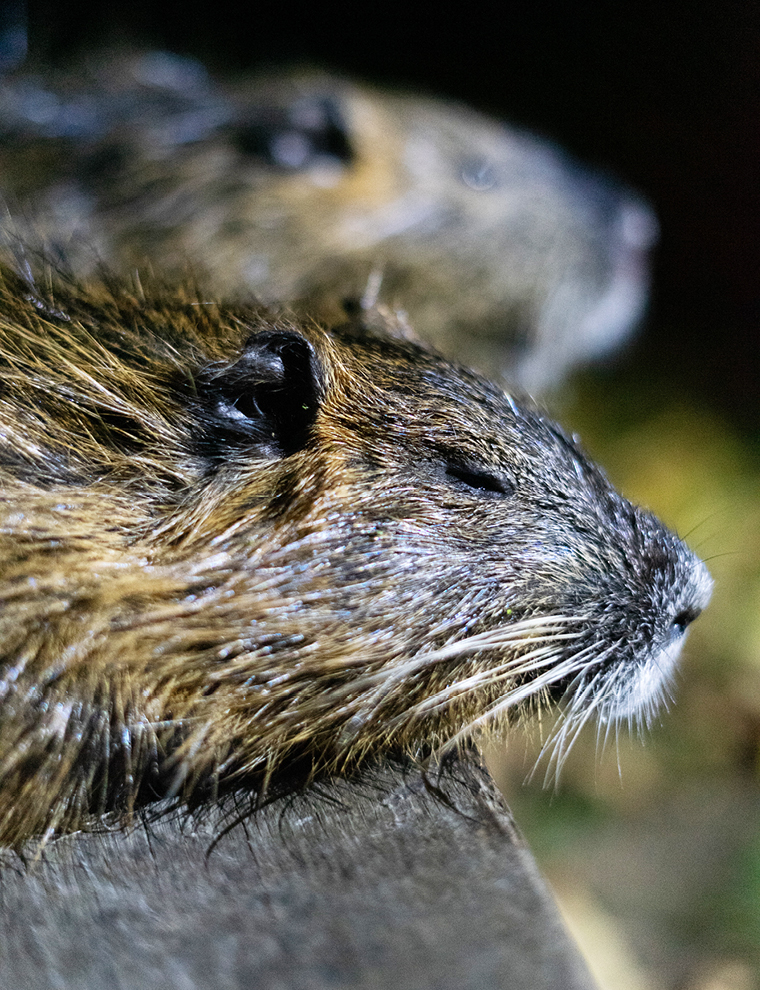 Das Nutria stammt aus Südamerika