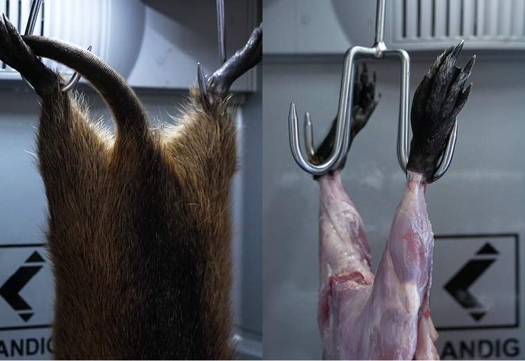 Nutria zubereiten