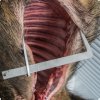 Jetzt eckig: Wildspreizkralle Detaillbild