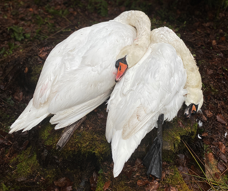Schwan Jagdzeit